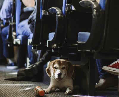 Поезда в Испании: Renfe позволит собакам весом до 40 килограммов ездить в поездах